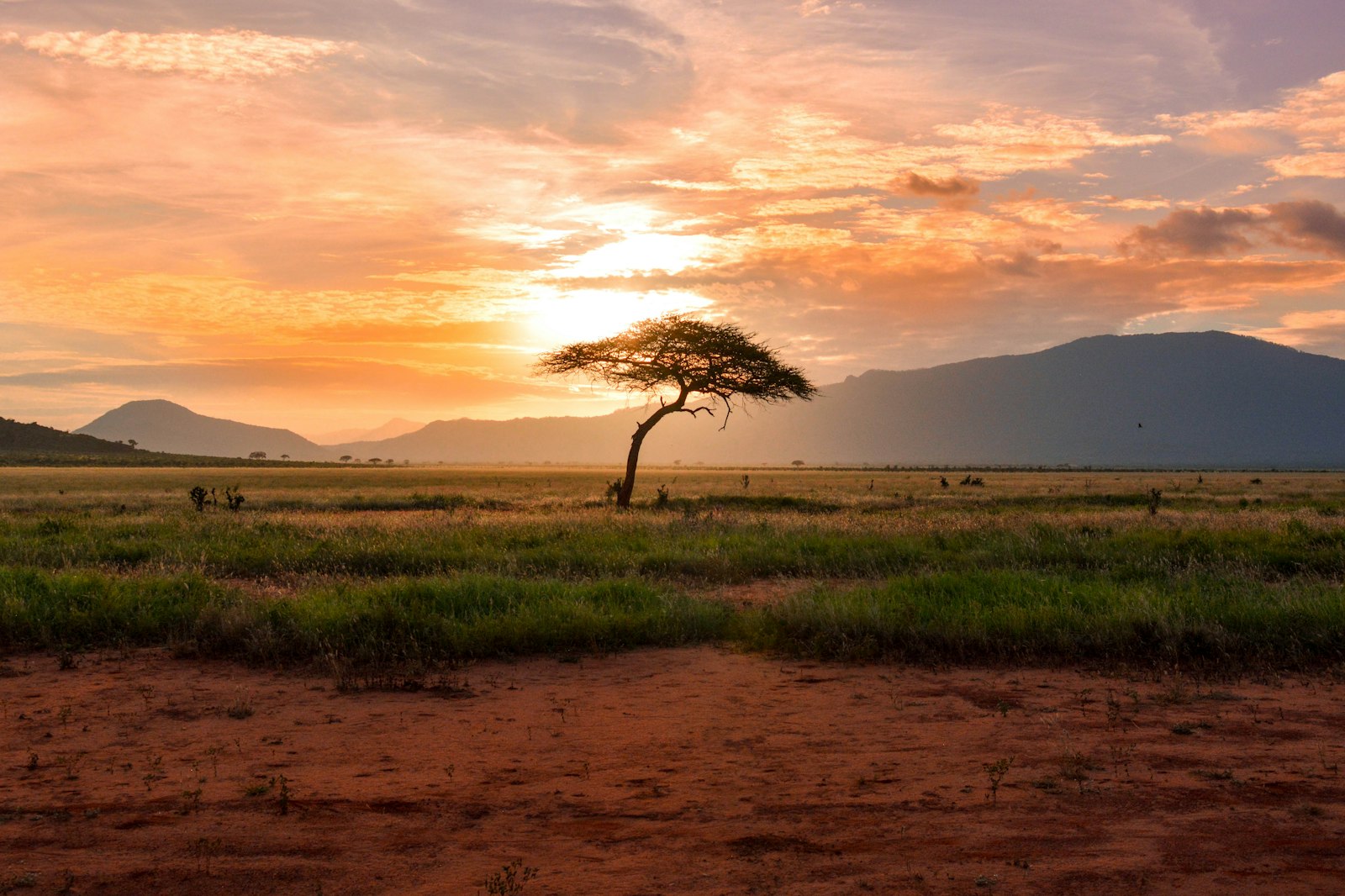 Serengeti plains