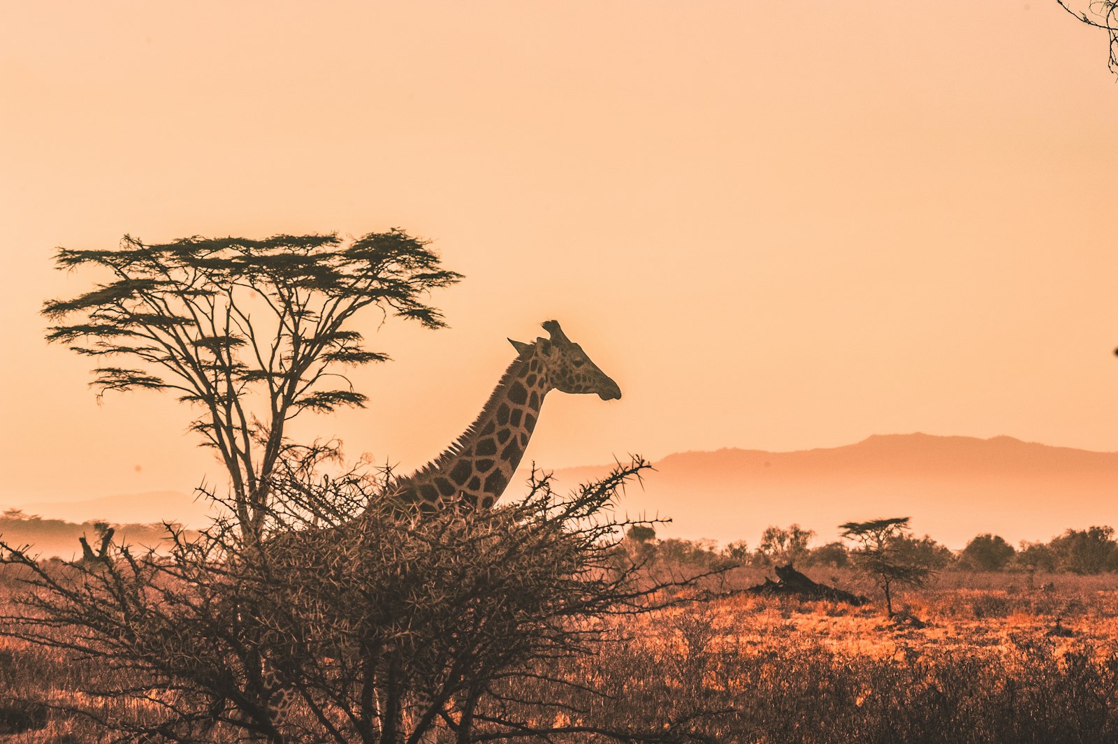Giraffe at sunset