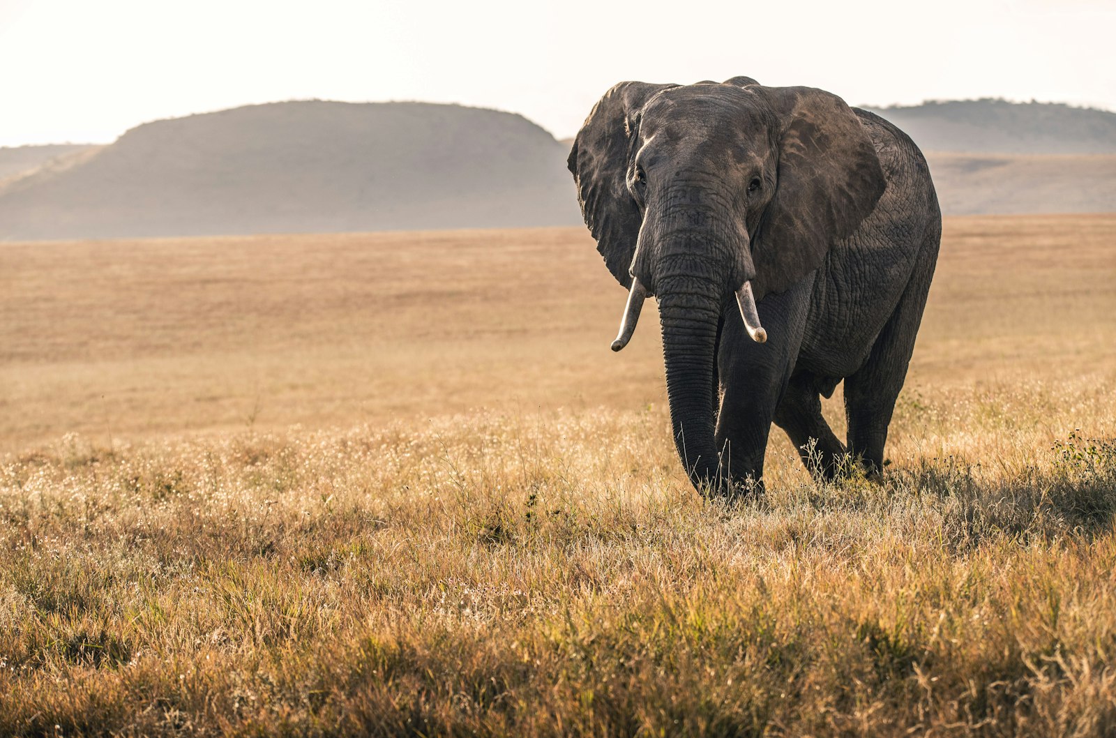 Elephant in Tarangire